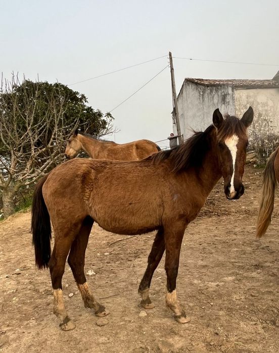 Éguas e poldras lusitanas