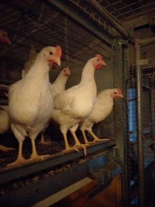 Kury nioski młode Rosa Leghorn Messa z własnej hodowli Dowóz Gratis