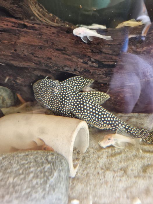 Sprzedam zbrojniki L różnego rodzaju szt