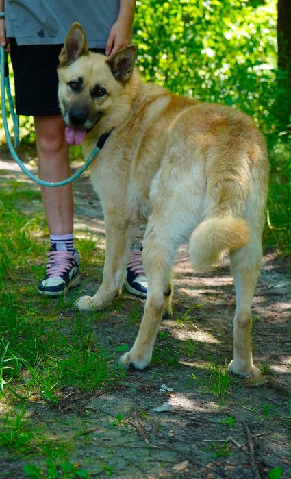 Duży pies do adopcji