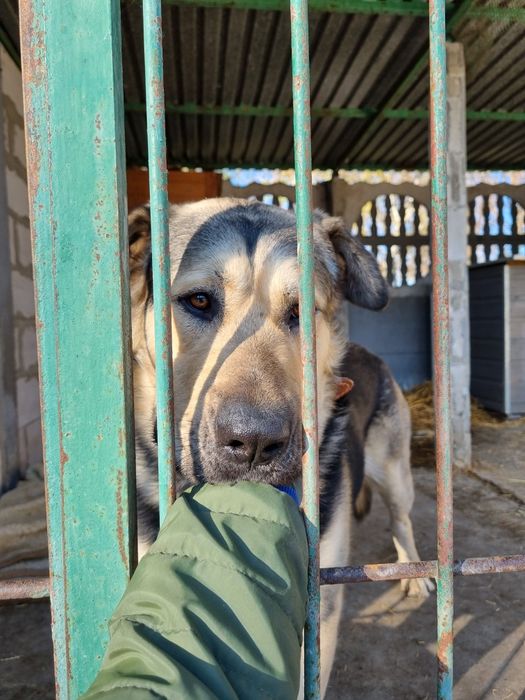 Borys - właściciel zmarł, a Borys tęskni! Cudowny psiak do adopcji