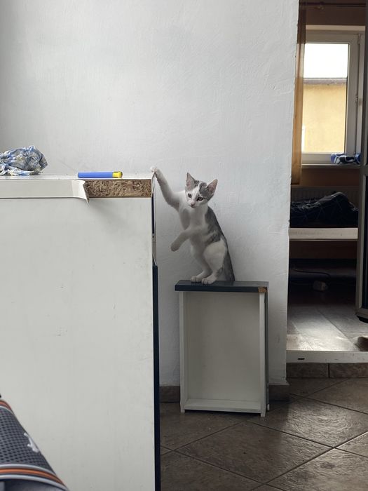 Kotek do adopcji