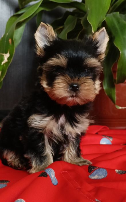 Мачо в пошуках родини