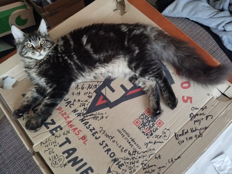 Maine Coon piękny kocurek