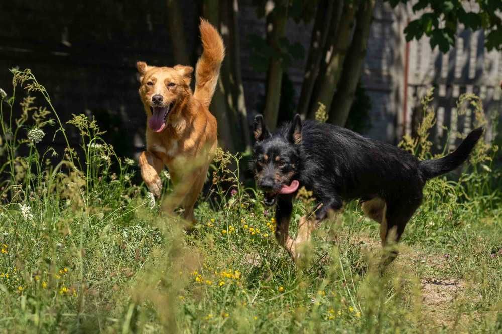 088925 Gaspar do adopcji