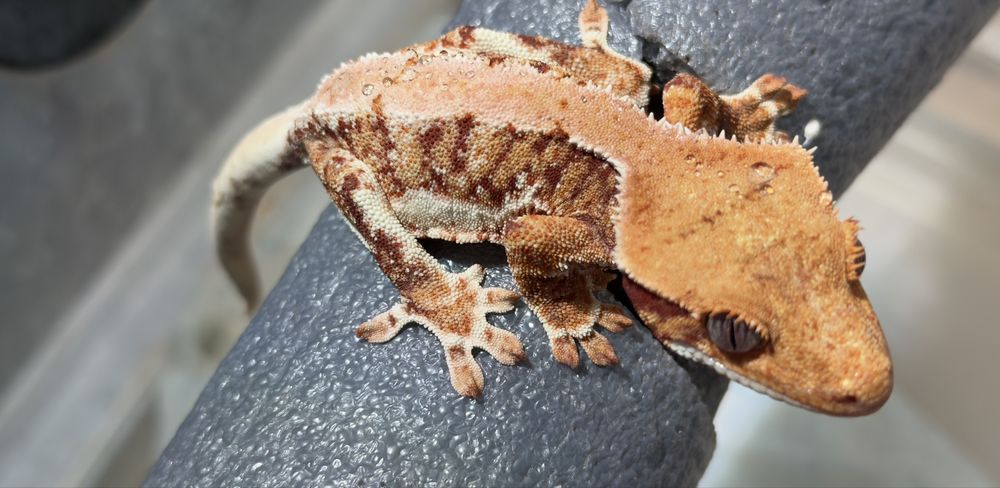 Gekon orzęsiony samiec