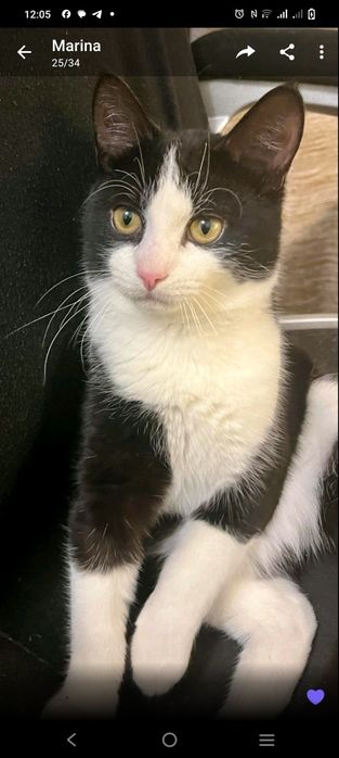 Котик в добрі руки 9 місяців