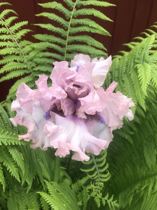 Гофровані іриси для Вашої колекції