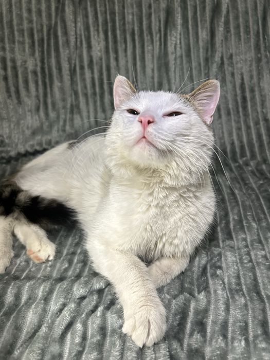 Найласкавіший котик Грей - Ізюм шукає люблячі ручки!
