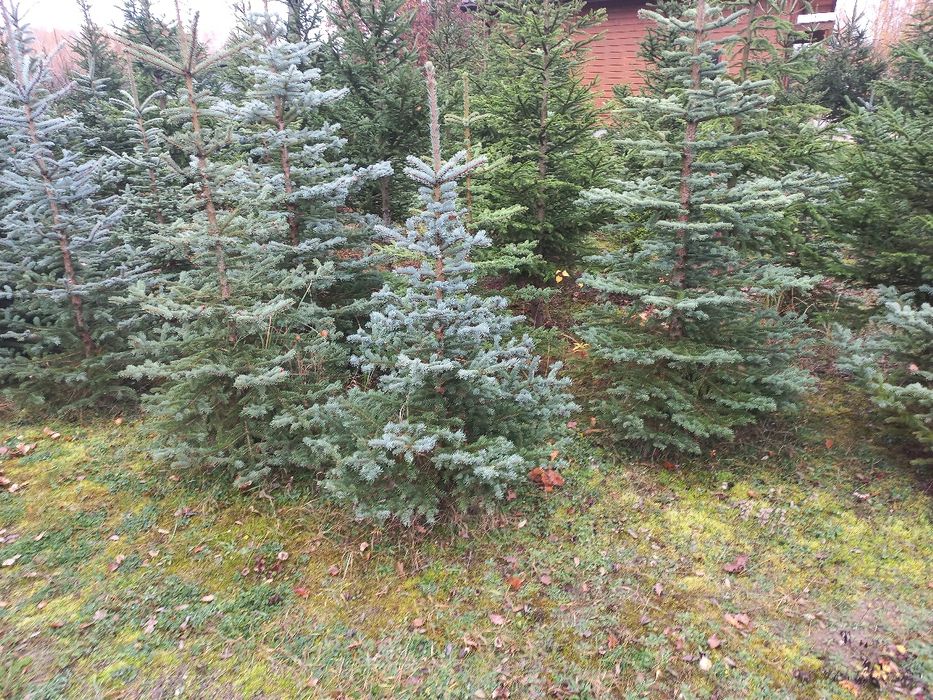 Choinki,  świerk pospolity i srebrny.