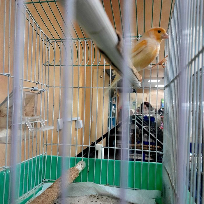 Kanarek (Serinus canaria)