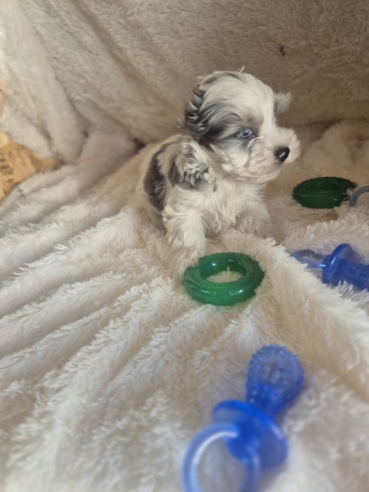 Biewer Terrier Macho Blue berry Criadora Registada PT 3088 FL