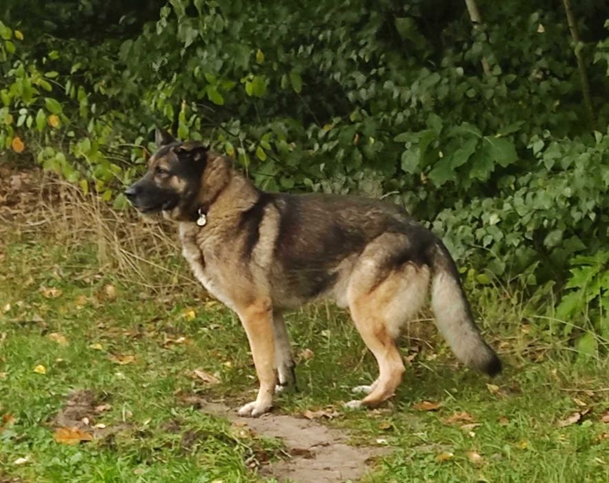 Dostojny pies w typie owczarka szuka domu