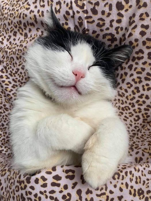 Urocza Mila szuka miłości