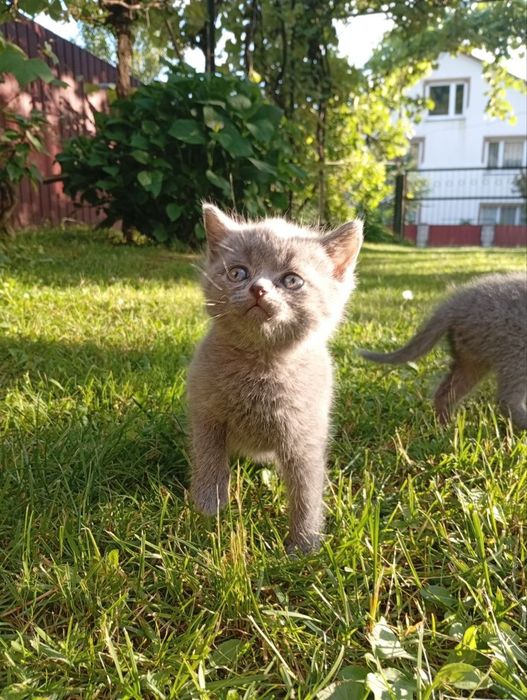 Котики Британці.