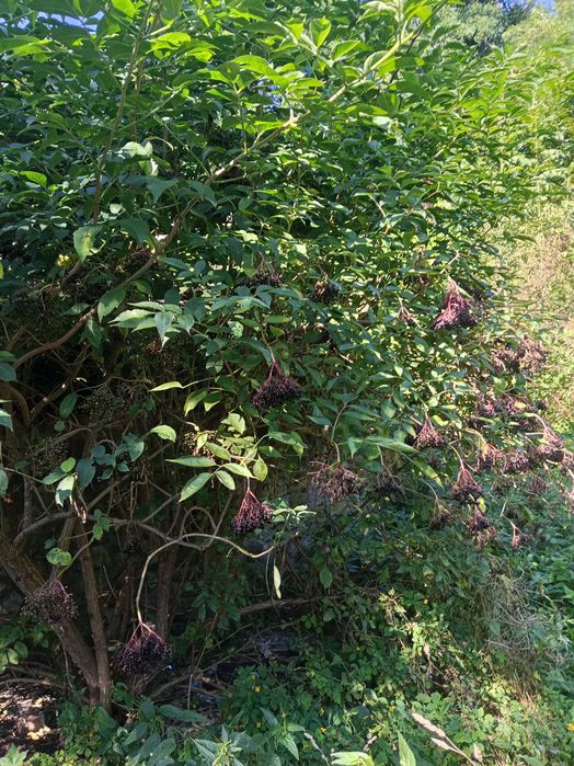 Czarny bez ekologiczny