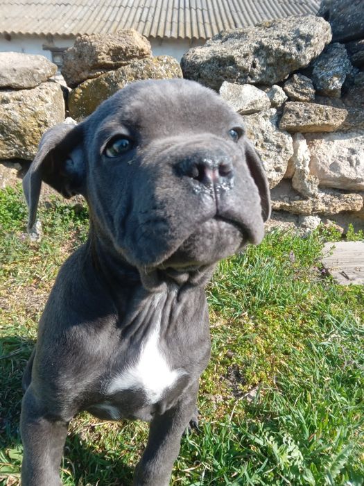 Девочки кане корсо