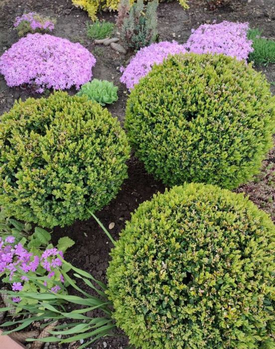 Саженцы САМШИТ Вечнозеленый