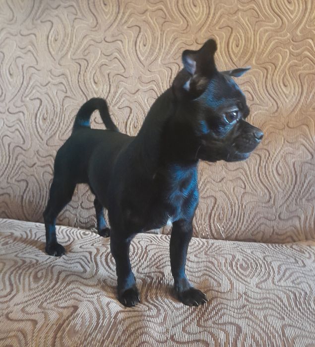 Чихуахуа кобель для случки