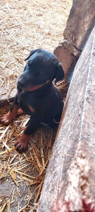 Doberman Szczenię Sprzedam