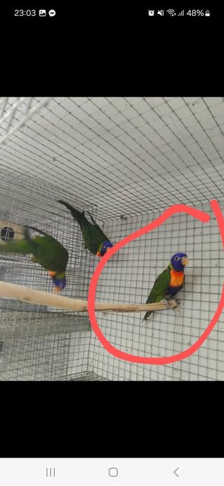 Troco loris de 2024 por macho adulto ring neck