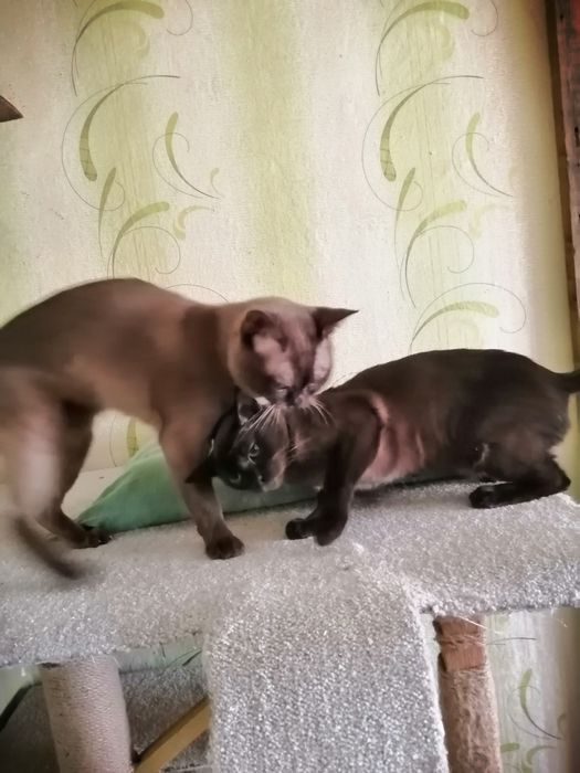 Американская бурма. Вязка. Кот.