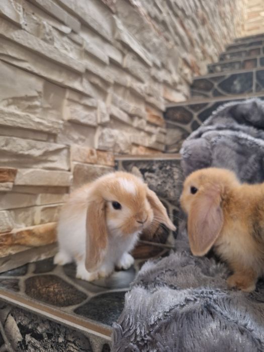 Sprzedam króliki miniaturki mini lop