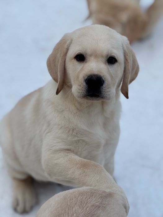 Цуценята лабрадор ретривер!