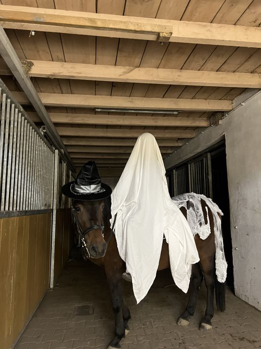 Na sprzedaż klacz rasy huculskiej