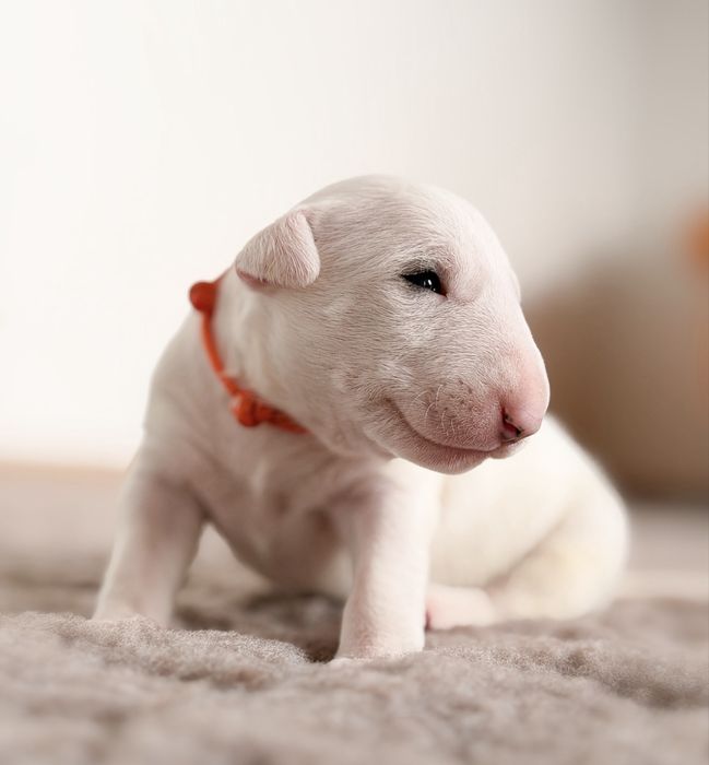 Bulterier Bullterrier ZKwP FCI