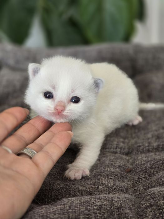 Kocurek ragdoll Rag a 03