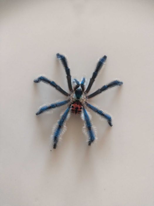 Typhochlaena seladonia