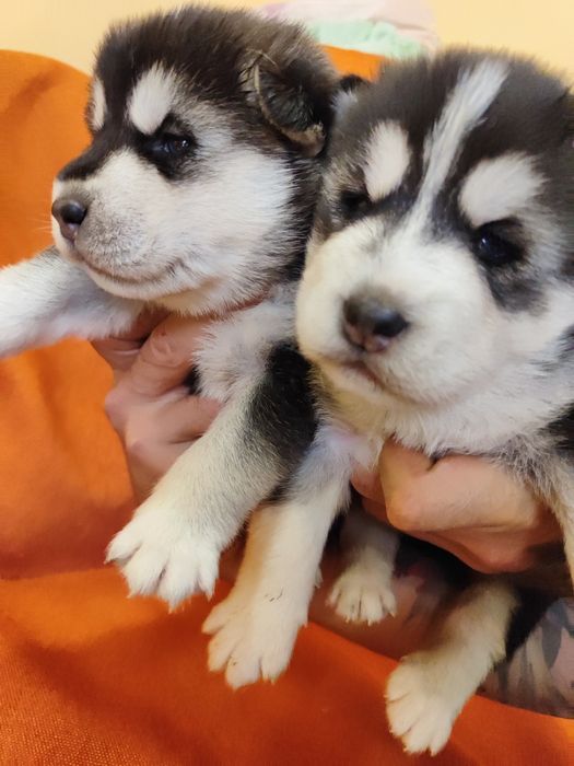 Сибирский хаски - продам