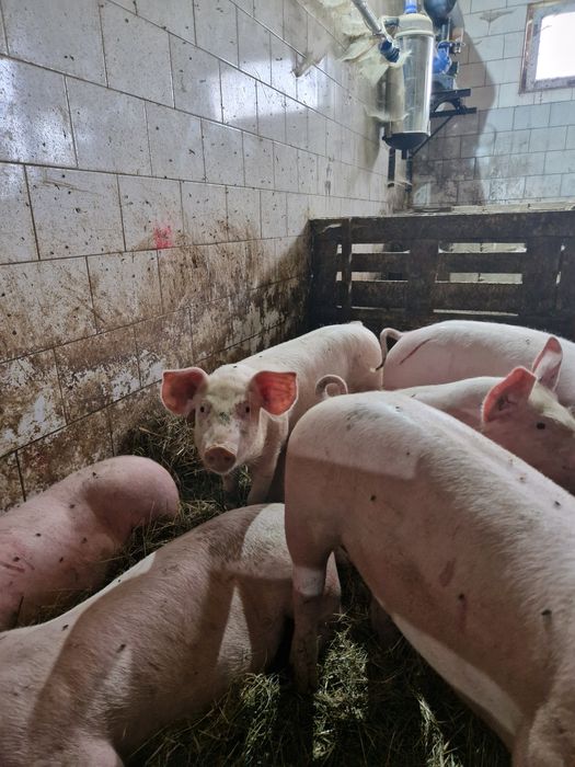 Sprzedam prosięta własnego chowu
