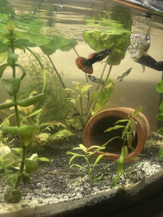 Gupiki mix samiczki samczyki różne kolory