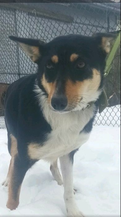 дівчинка безкоштовно