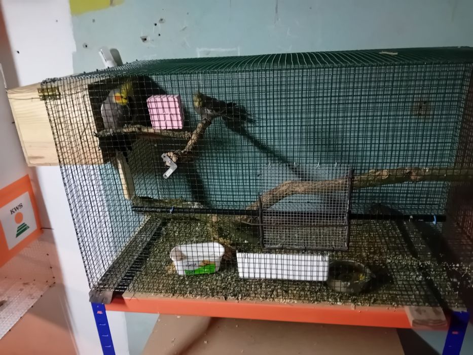 Casal de caturras mais recheio