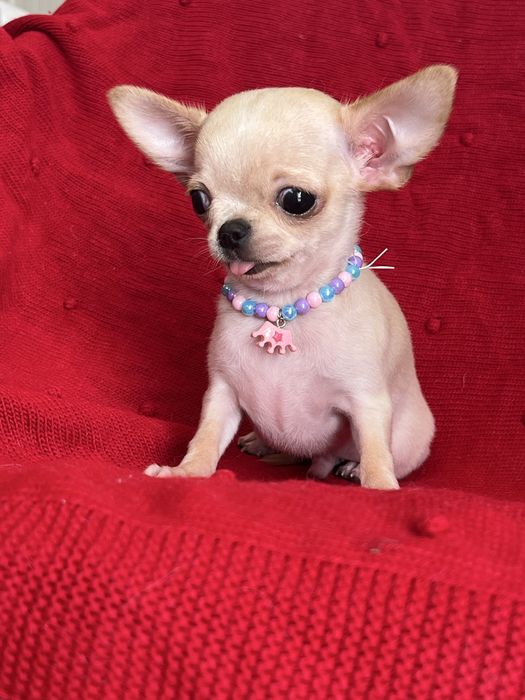 Chihuahua Macho disponivel
