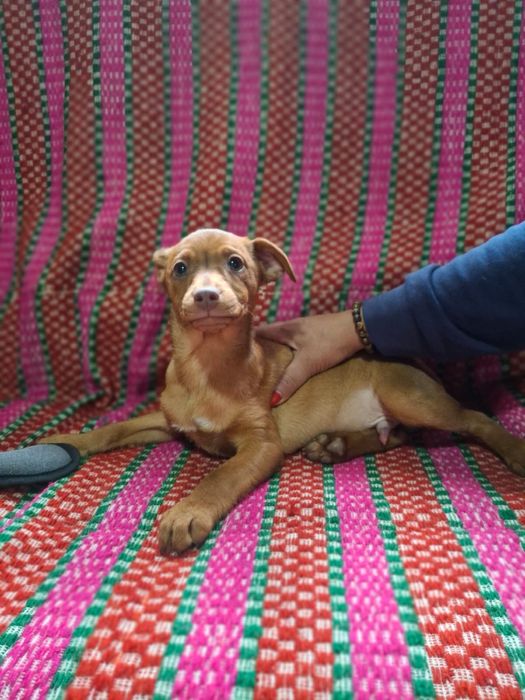 Julio - 4 meses, porte pequeno (5/6kg)