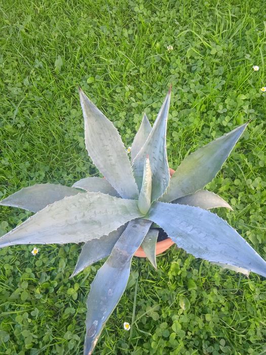 Продаються Агави