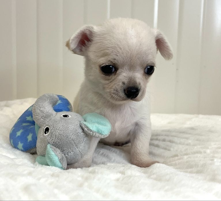 Chihuahua Macho Pelo Curto