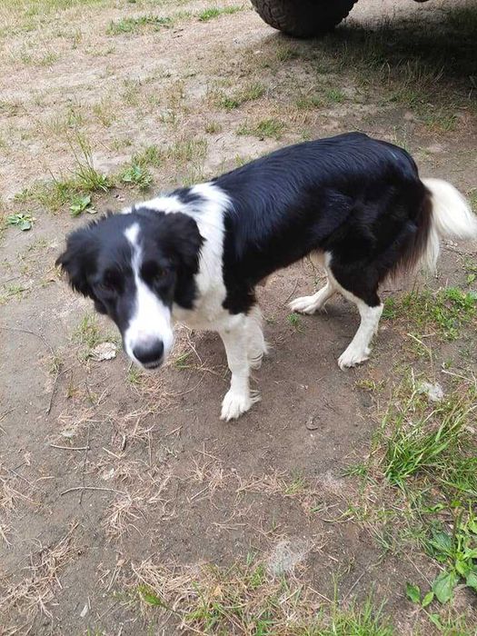 Border collie z gospodarstwa