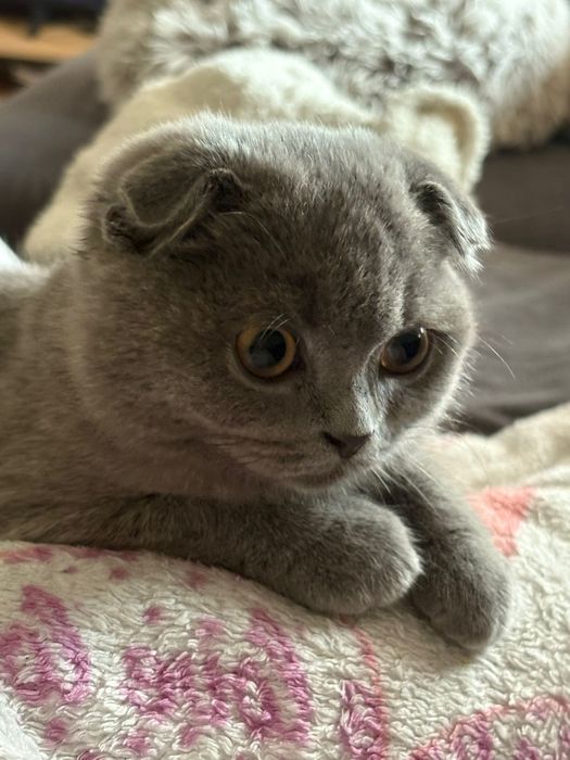 Scottish fold lindissimo