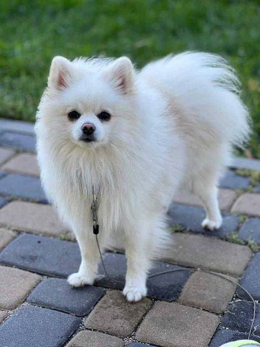 щенки померанского шпица