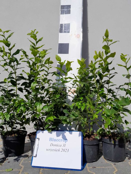 6. Borówka Amerykańska Bluecrop 3 lata donica 3l Premium