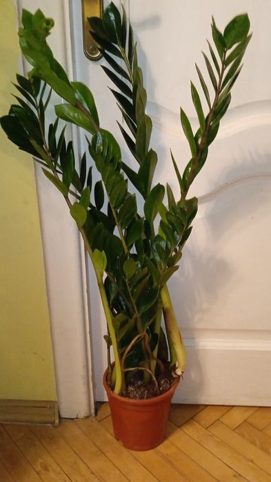 Заміокулькас 17 об'єм горщика 87 см сама рослина  садово кімнатна росл