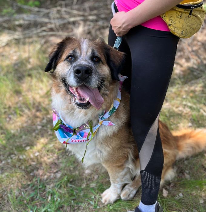 Berry w typie bernardyna szuka domu, adoptuj ze schroniska.