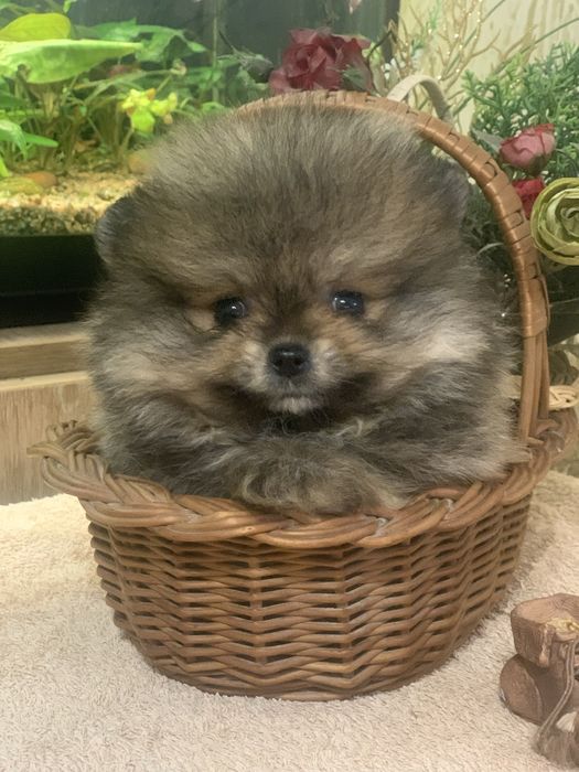 Померанський шпіц