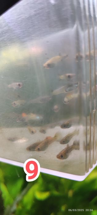 Plantas / Peixes aquario