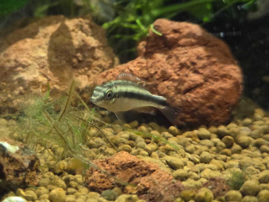 Kribensis Juvenis (Pelvicachromis pulcher)